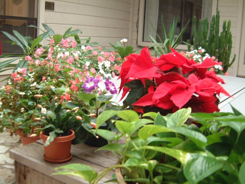 2004-01-22 winter-flowers.JPG